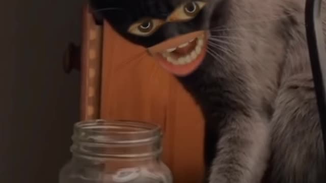 Fanie cat video .... Attud cat video