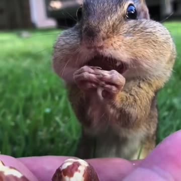 Squirrel eats peanuts