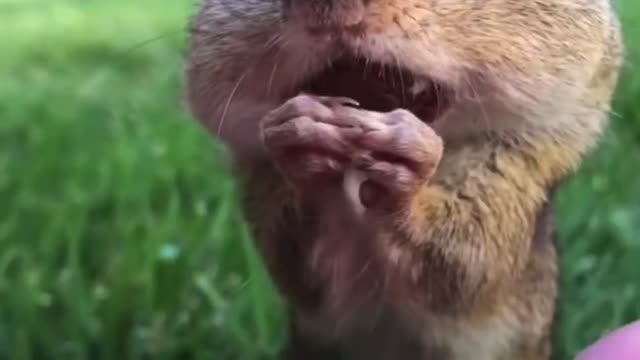 Squirrel eats peanuts