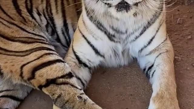 A close-up of a tiger at the zoo