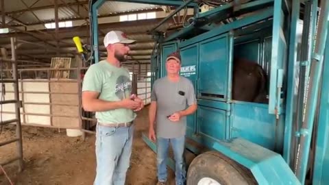 Bison Bull Gets Fertility Checked! | Genetics Specialists Reveals...