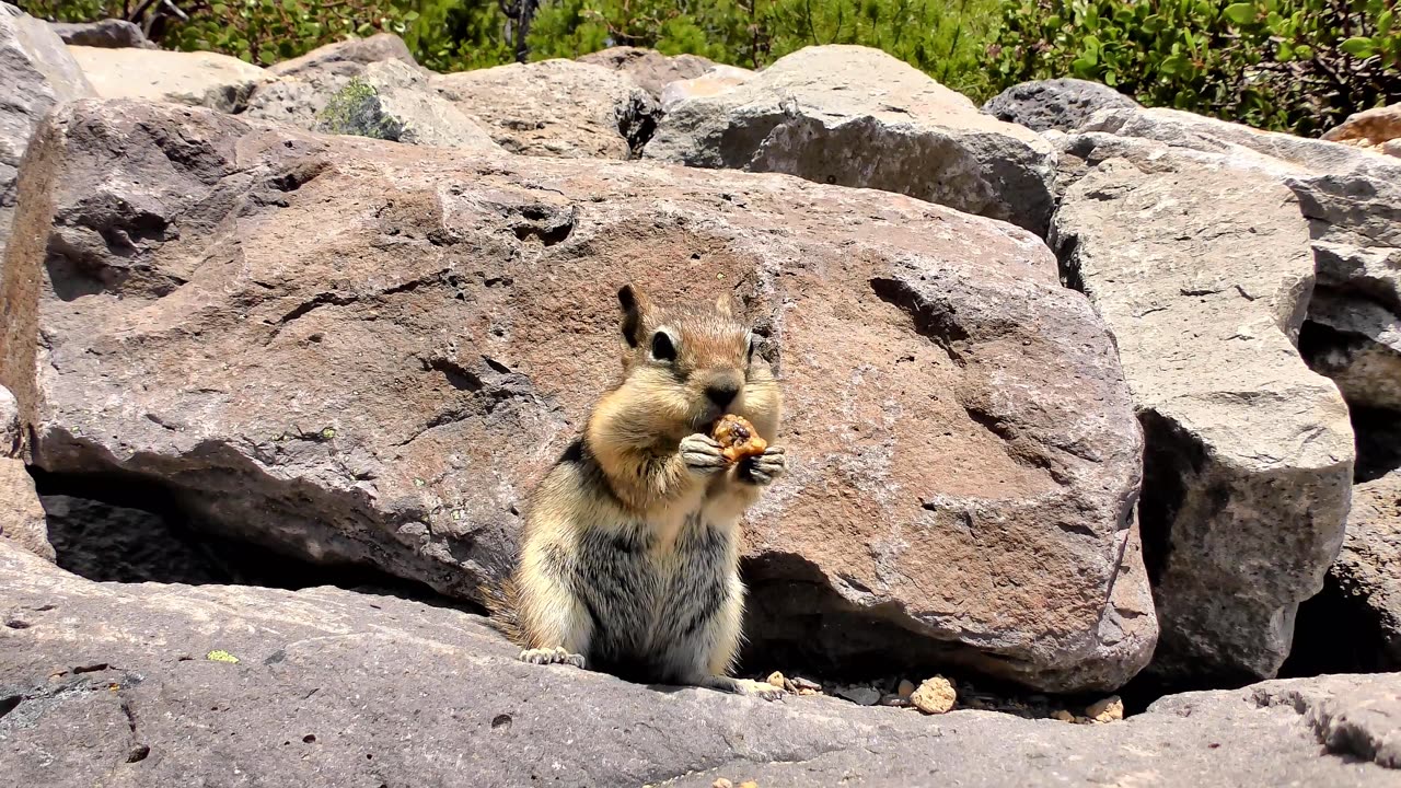 Cutest Squirrel Ever! 🐿️🍁 Watch this Adorable Moment!