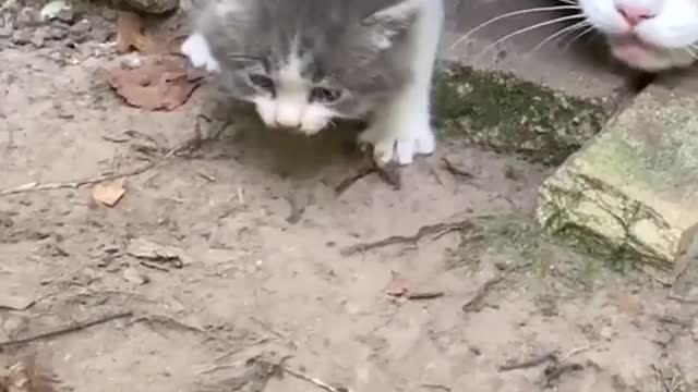 This baby kitty look very angry