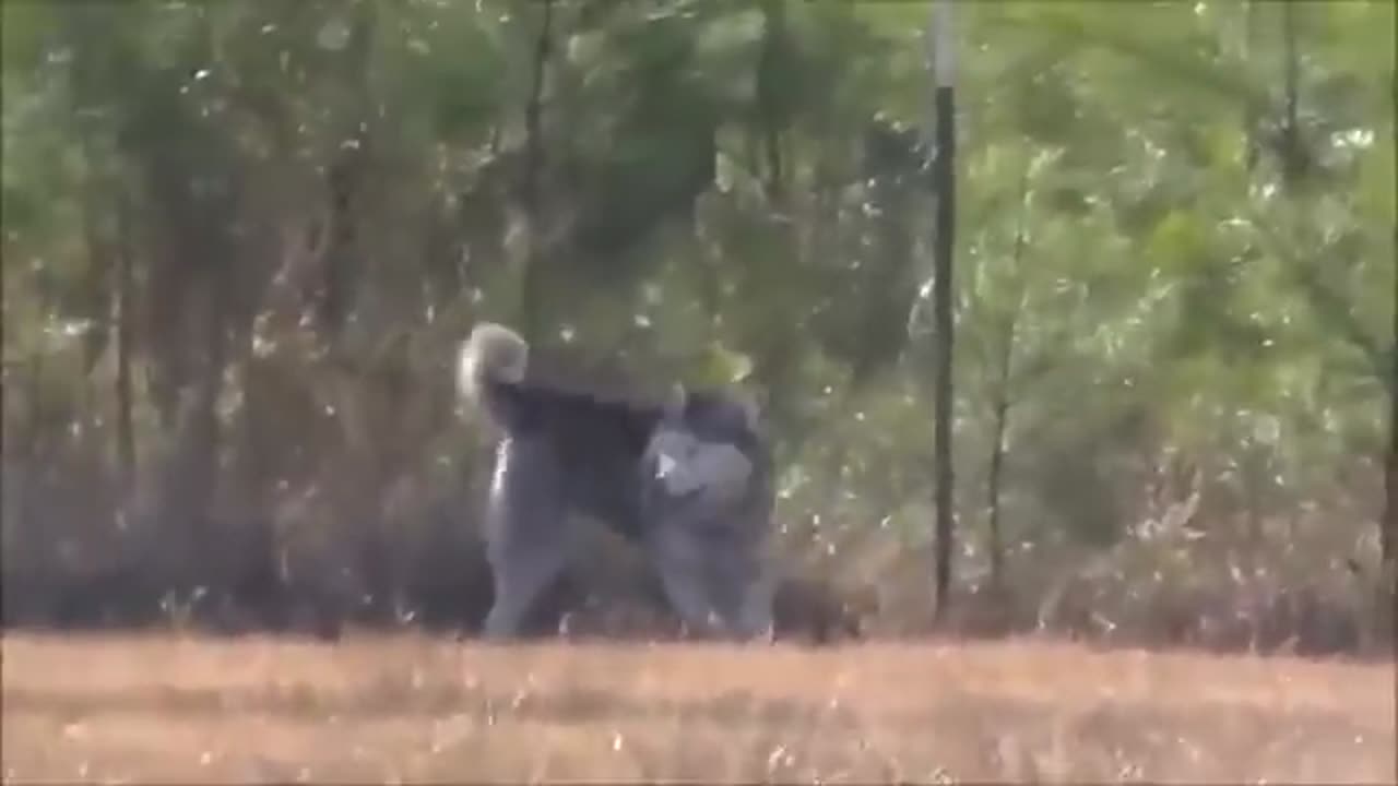 Dog Was Chained Up His Entire Life, Gets Second Chance At Happiness