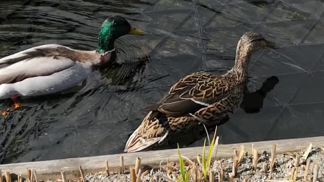 how birds swim