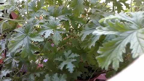 Porady ogrodniczo zielarskie