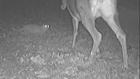 funny deer scared cat