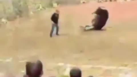 Video Of Man Head Butting Bull