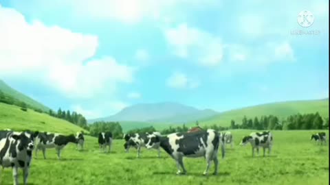 Cow dance