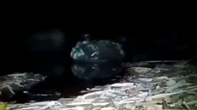 Chupacabra? Demon????