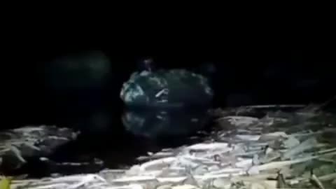 Chupacabra? Demon????