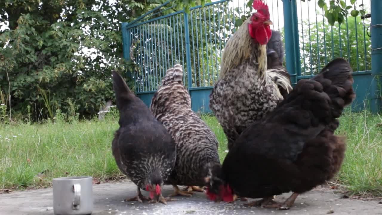 rooster protects the female while eating