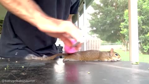 Making A Squirrel Pancake