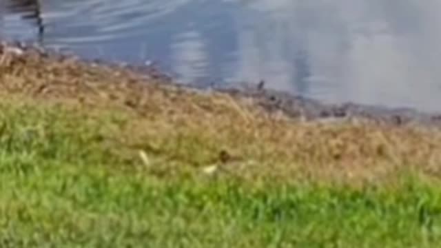 The naturezone: Bird bath.