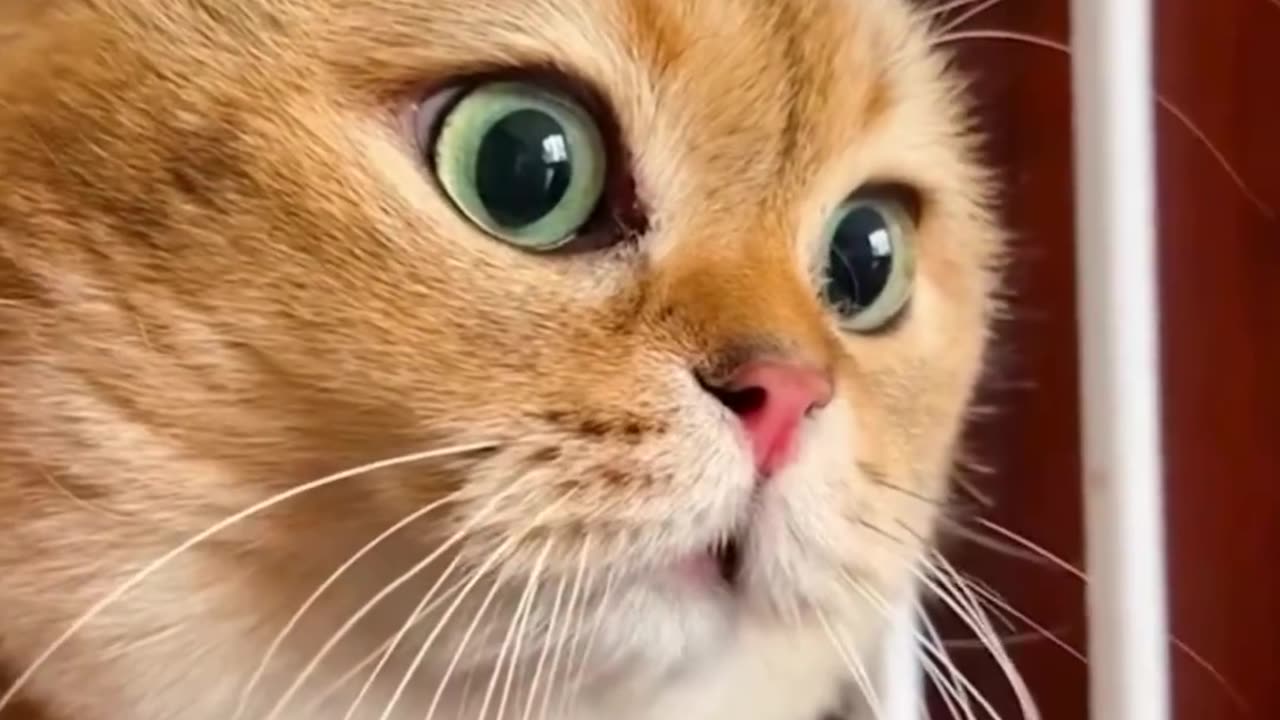 This Cat's Funniest Moments Will Have You Rolling with Laughter!