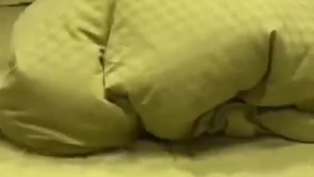 cute cat funny videos 🤣😂ðŸ˜ðŸ˜€ðŸ¤£#viral