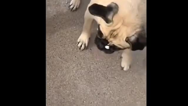 Funny Animals Compilation 27/12/2021.