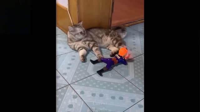 Funny Pets (cats) and Cute animals