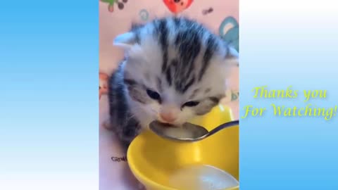 Top cat funny videos