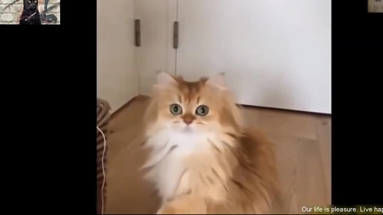 Cute cats jumping and dancing