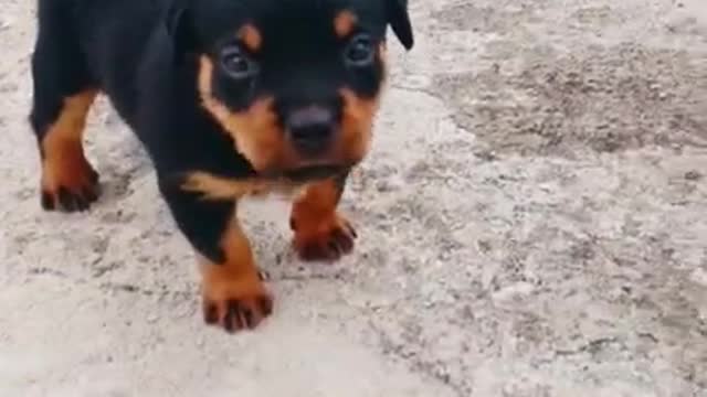 Rottweiler puppy ♥