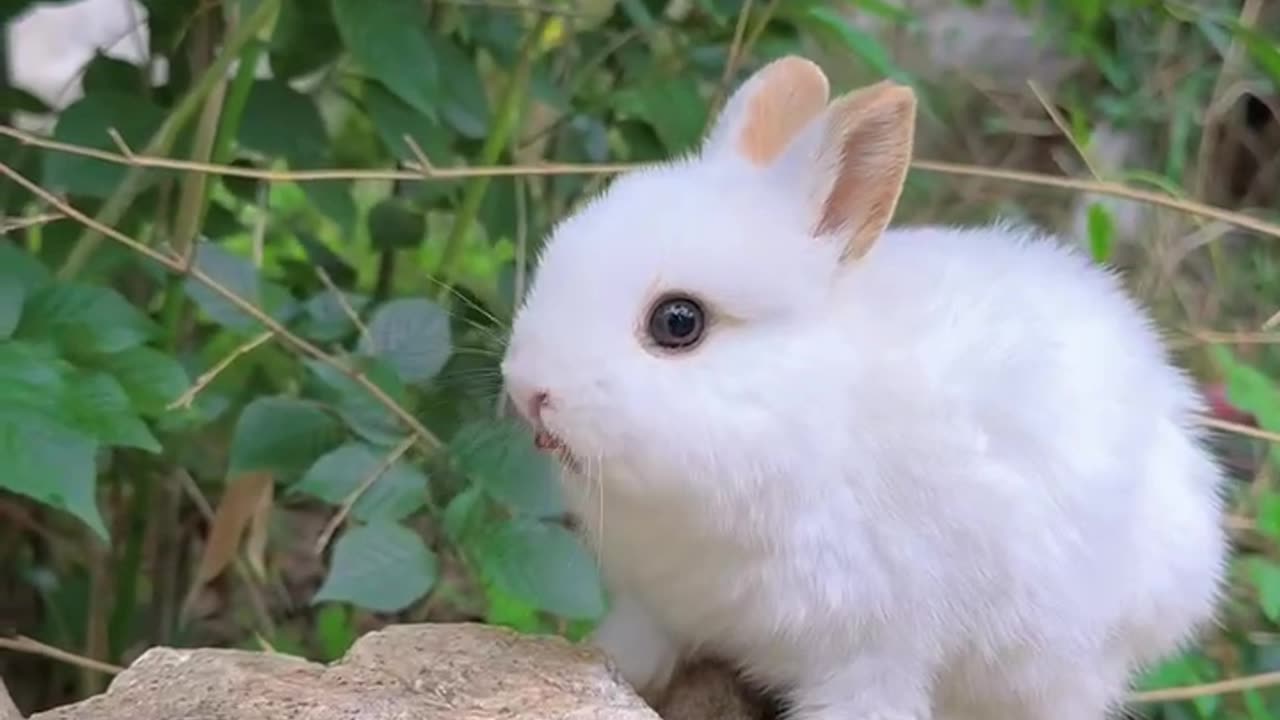 The Beautiful Rabbit