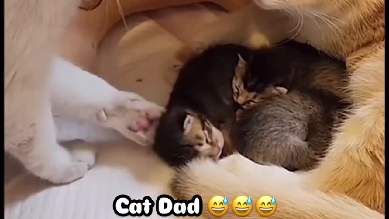 Cat Dad 😂😂