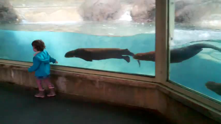 Cute Otters Chasing Little Girl