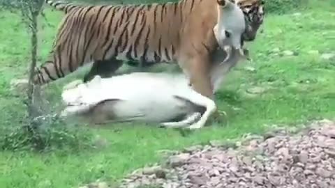 Wildlife in closer view with a natural perspective.