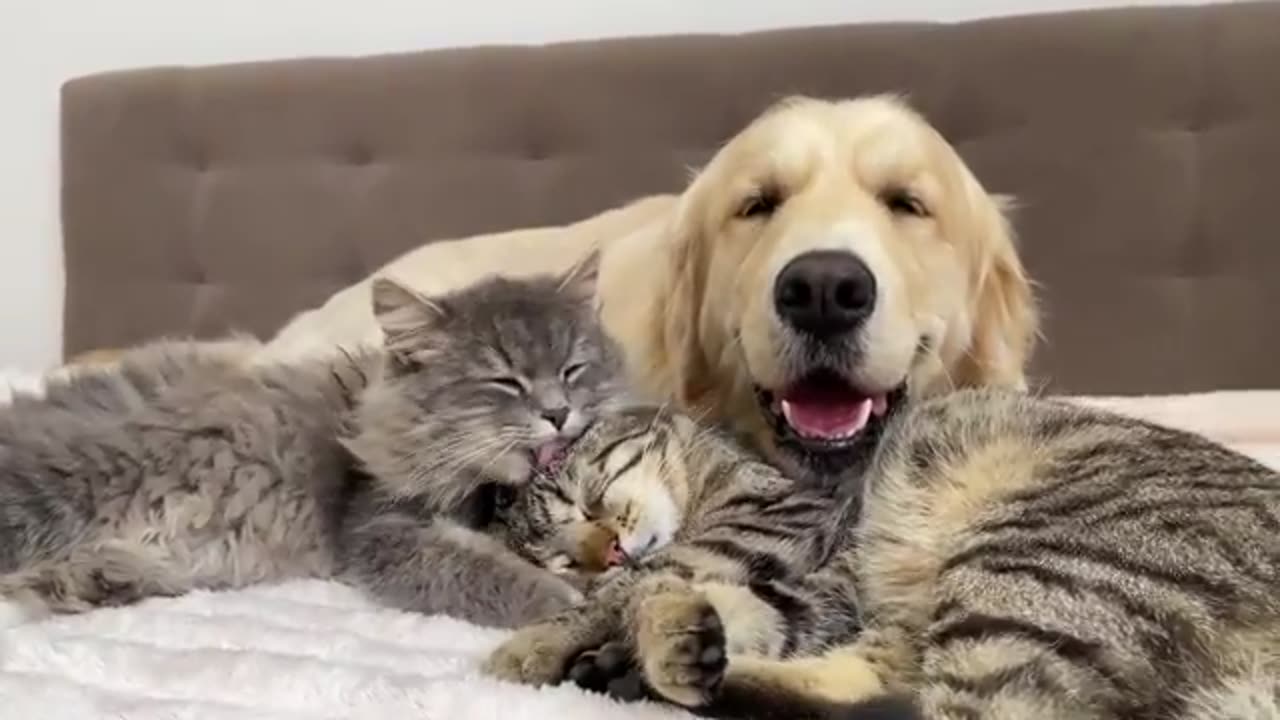 Amazing Love Between Golden Retriever and Cats