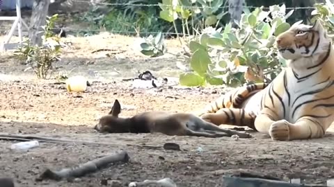 Funny animal videos
