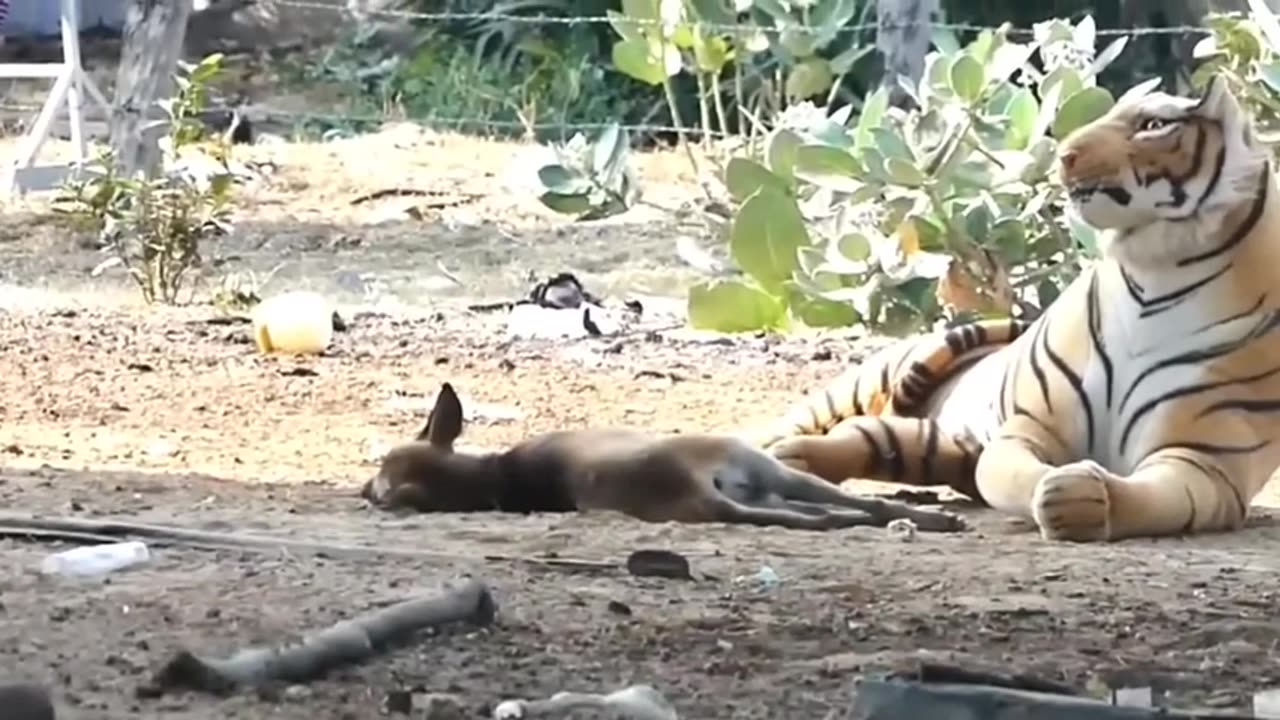 Funny animal videos