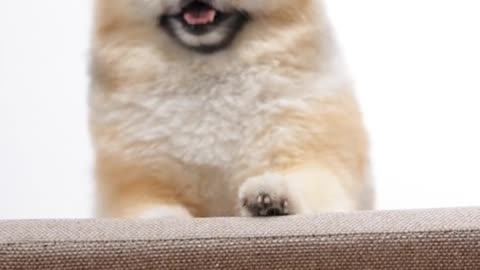 cut boy dog Video