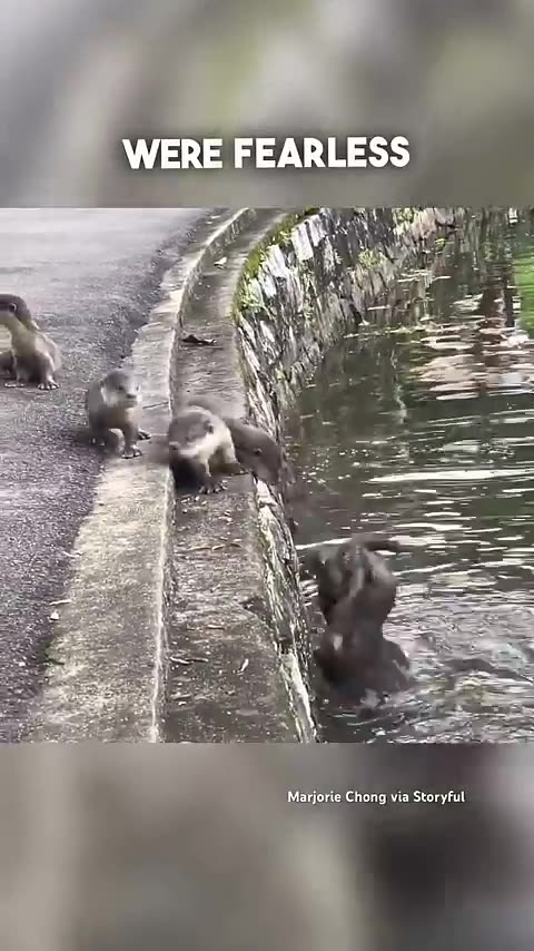 These baby otters got a swimming lesson from their parents ❤️