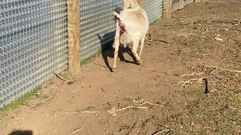GOATS Carmella has a Kid in the Field 02.2022