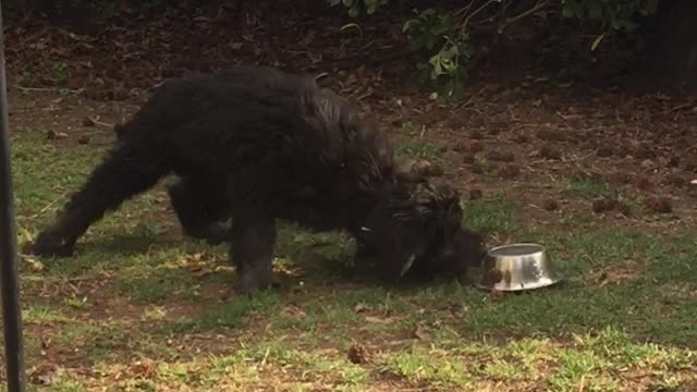 Crazy puppy truly hates his food bowl