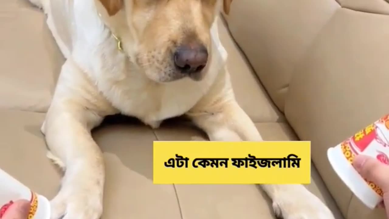 Best Funny Video - 16