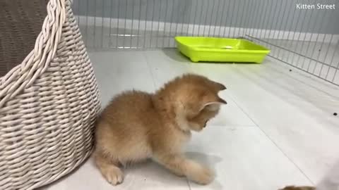 Mom cat feeds the adopted kitten instead of her own