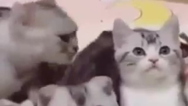 AWW SO FUNNY😂😂 Super Dogs And Cats Reaction Videos (Honest Audio) #52