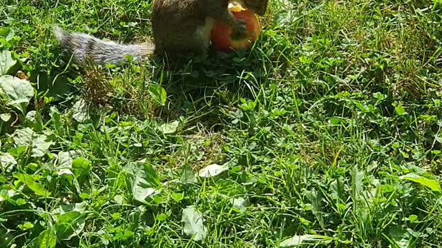 Cute squirrel is eating an apple