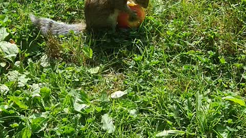 Cute squirrel is eating an apple