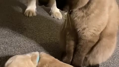 Cat comforts crying puppy while mom takes a break