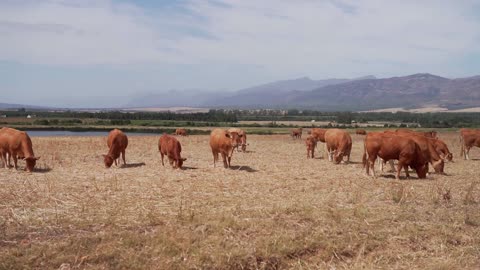 100 above cows 🐄 eating the farmer 👩‍🌾 place videos