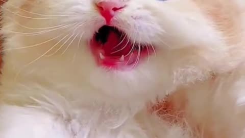 A cute fierce kitten