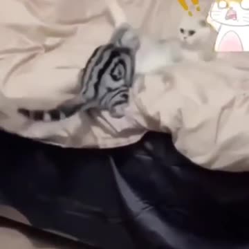 Cat vs shocked cat 😅