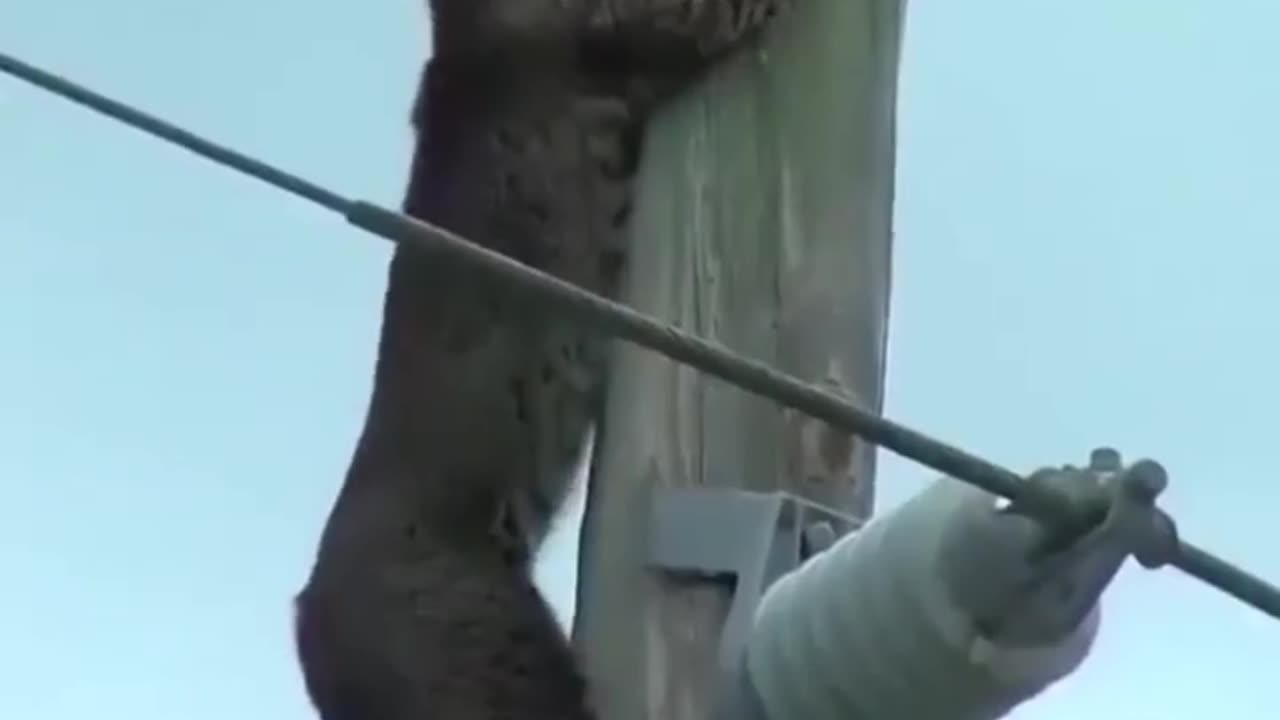 The Rescue Leopard on the Electric pol