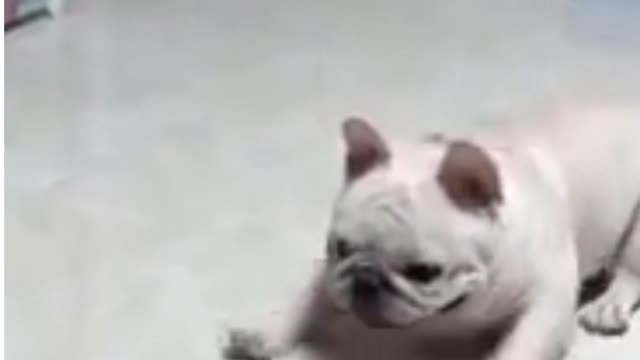 Best Funny Animal Videos - Funny Animals