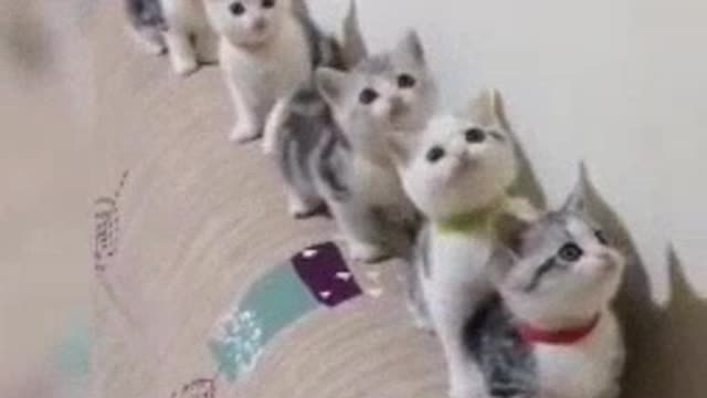 #lovely cats ||#funny videos