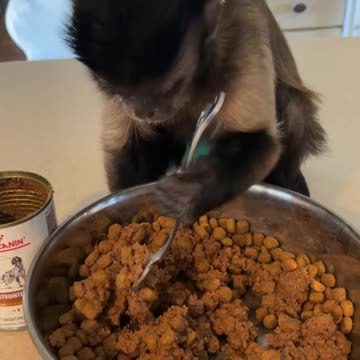 Just mixing my sister hunnies dinner up!