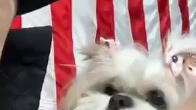 Dogs - Baby dogs - funny and fluffy (3) / Cães - Filhotes - engraçados e fofos (3) #shorts